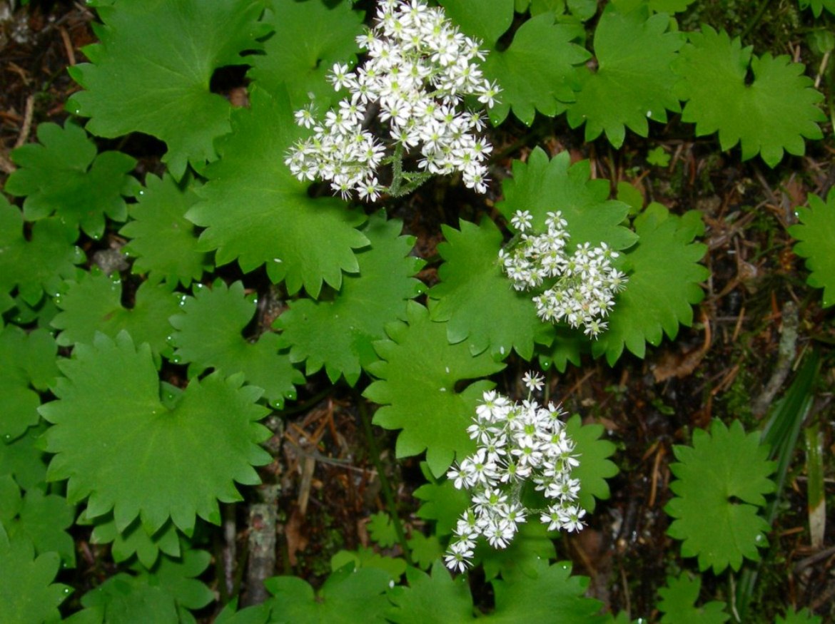 Изображение особи Micranthes nelsoniana var. reniformis.