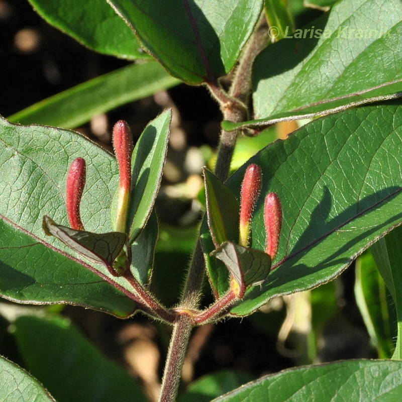 Image of genus Lonicera specimen.