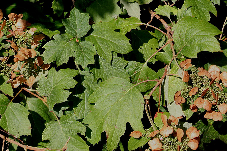 Image of Hydrangea quercifolia specimen.