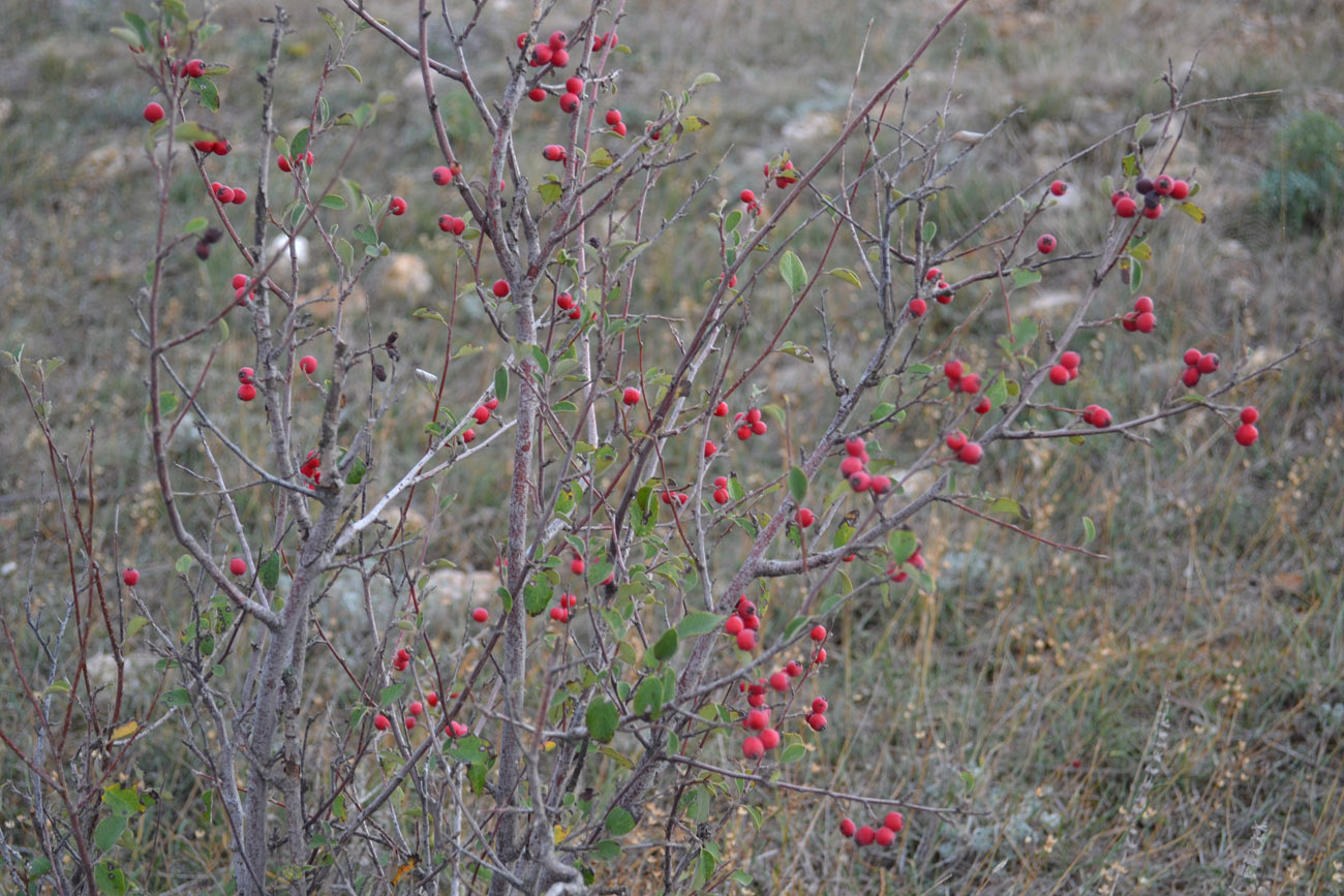 Image of Cotoneaster integerrimus specimen.