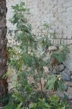 Leucaena leucocephala. Цветущее и плодоносящее растение. Египет, Синай, Шарм-эль-Шейх, в культуре. 19.02.2009.