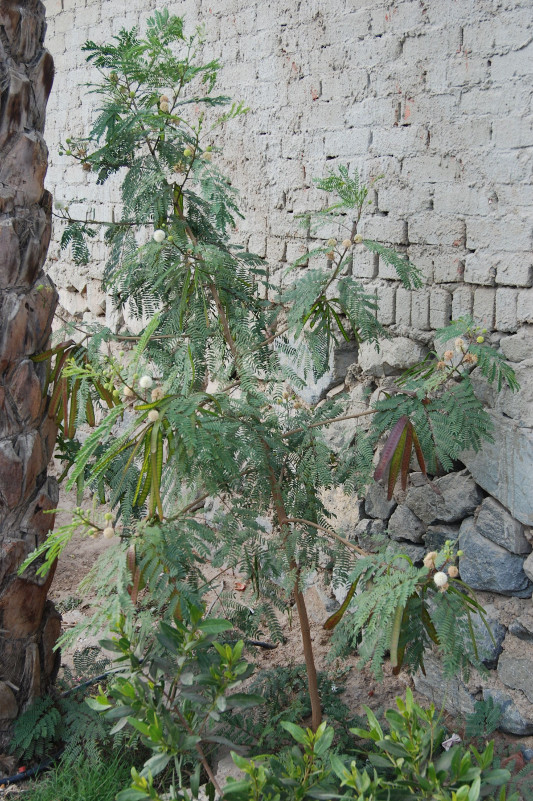 Изображение особи Leucaena leucocephala.