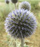 Echinops davuricus. Нераспустившееся соцветие. Иркутская обл., оз. Байкал, о. Ольхон, окр. урочища Хадай, степь, около дороги. 25.07.2012.