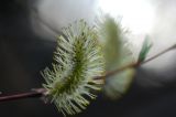 Salix acutifolia