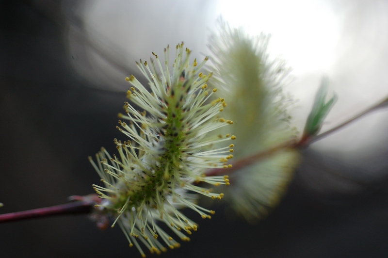 Изображение особи Salix acutifolia.