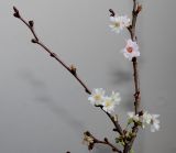 Cerasus sachalinensis. Часть веточки с недоразвитыми цветками второго цветения. Германия, г. Кемпен. в культуре. 06.02.2013.