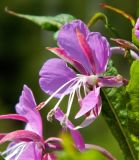 Chamaenerion angustifolium