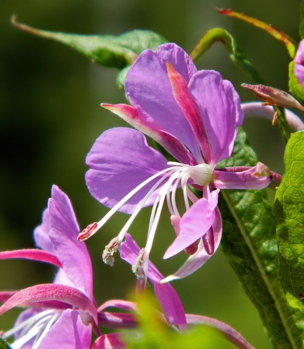 Изображение особи Chamaenerion angustifolium.