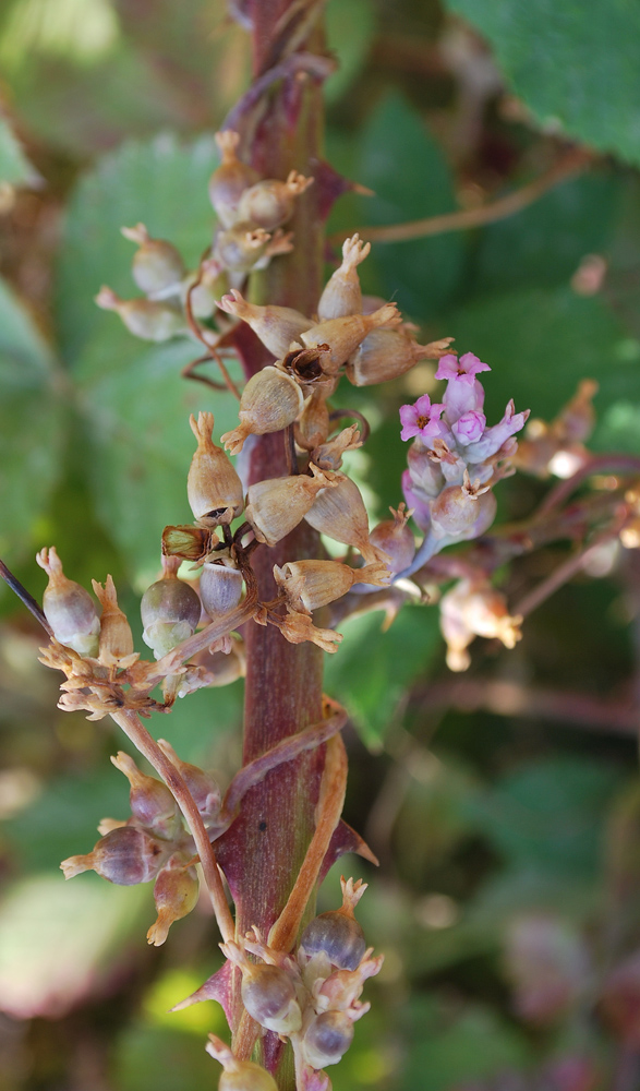 Изображение особи Cuscuta lehmanniana.