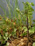 Cardamine pratensis. Растение с развивающимся соцветием. Германия, г. Кемпен, на открытом балконе. 27.03.2013.