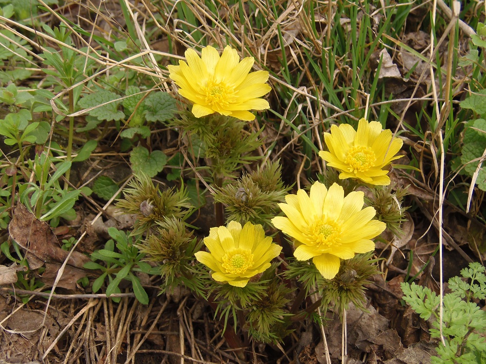 Image of Adonis volgensis specimen.