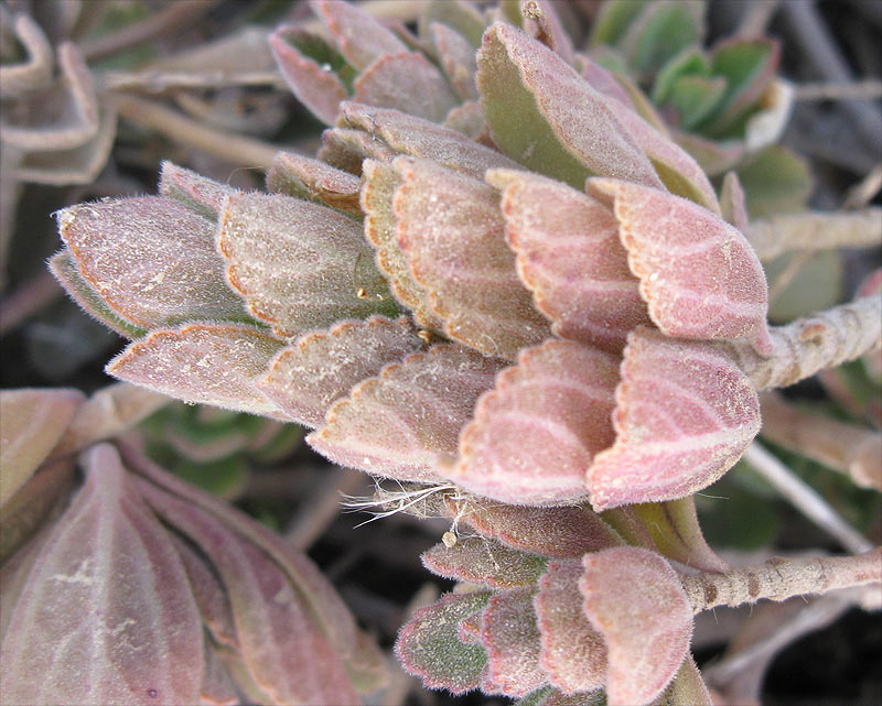 Изображение особи Coleus neochilus.