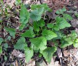 Campanula trachelium. Вегетирующее растение. Украина, г. Киев, заказник \"Лесники\", лесная дорога среди болот. 27 апреля 2013 г.