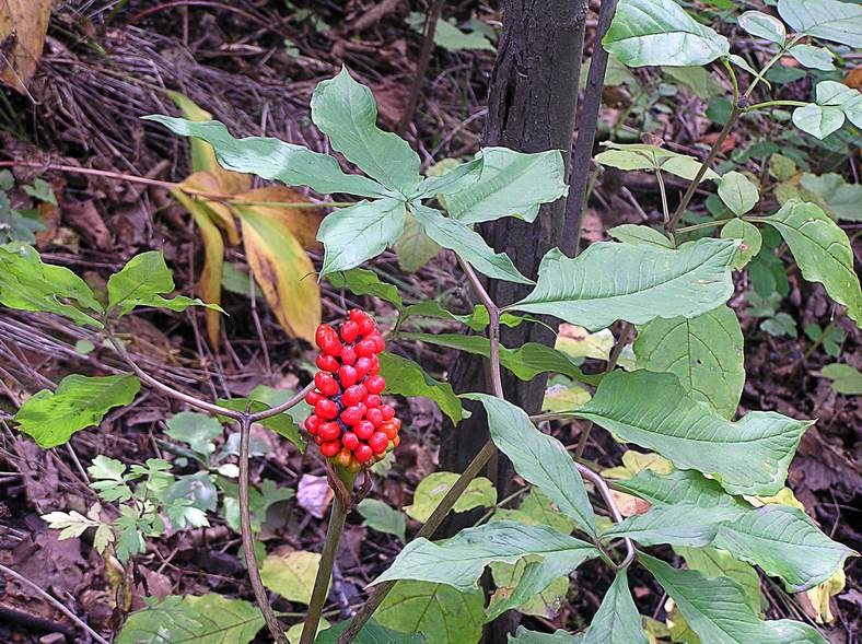 Изображение особи Arisaema peninsulae.