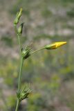 Linum tauricum. Побег с бутонами и завязавшимися плодами. Западный Крым, оз. Донузлав. 20 мая 2013 г.