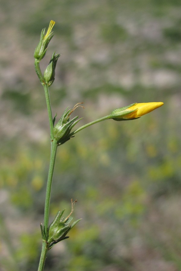 Изображение особи Linum tauricum.