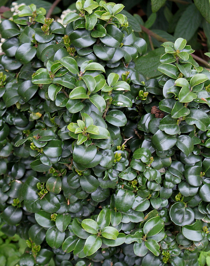 Image of Ligustrum japonicum specimen.