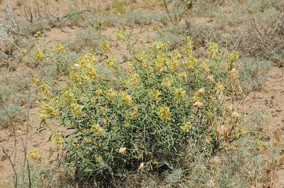 Изображение особи Dendrostellera ammodendron.