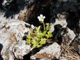 Saxifraga irrigua