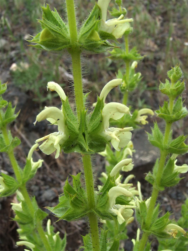 Изображение особи Salvia ceratophylla.