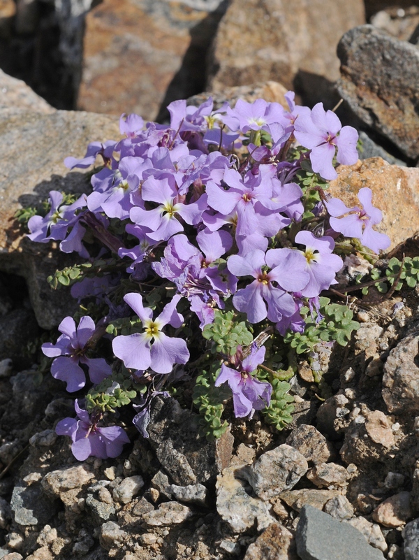 Image of Chorispora bungeana specimen.