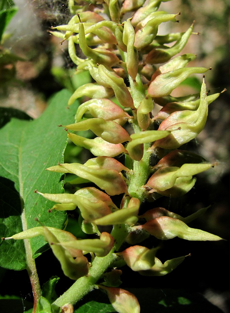 Изображение особи Salix hastata.