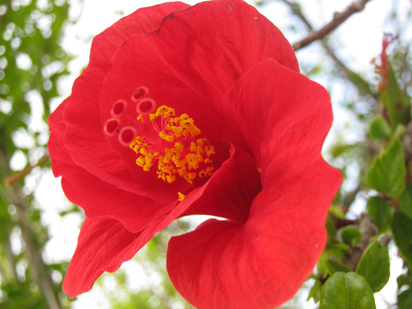 Изображение особи Hibiscus rosa-sinensis.