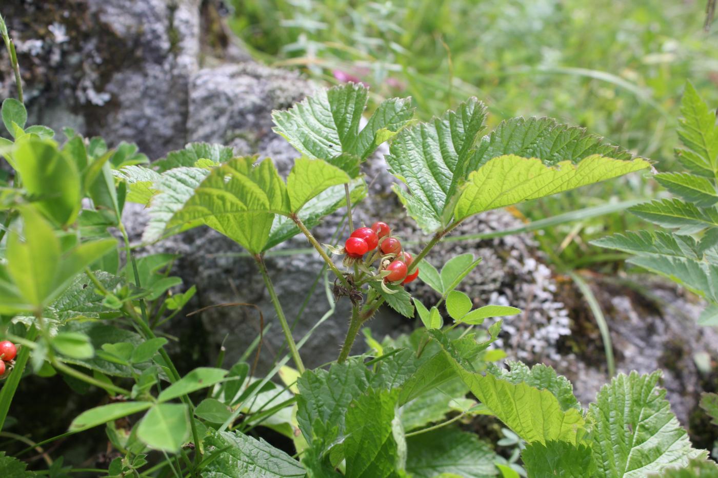 Image of Rubus saxatilis specimen.