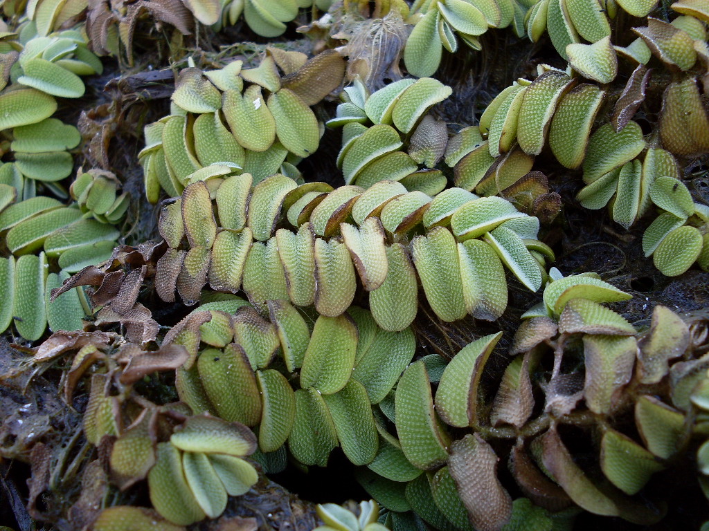 Image of Salvinia natans specimen.