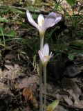 Colchicum umbrosum. Цветущие растения. Краснодарский край, окр. г. Крымск, дубово-ясеневый лес, обочина горно-лесной дороги. 18.08.2013.