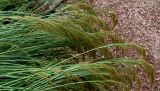 Achnatherum calamagrostis