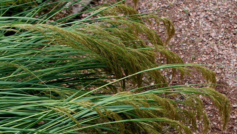 Изображение особи Achnatherum calamagrostis.