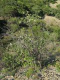 Sorbus taurica