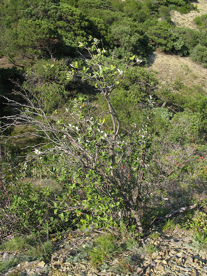 Image of Sorbus taurica specimen.