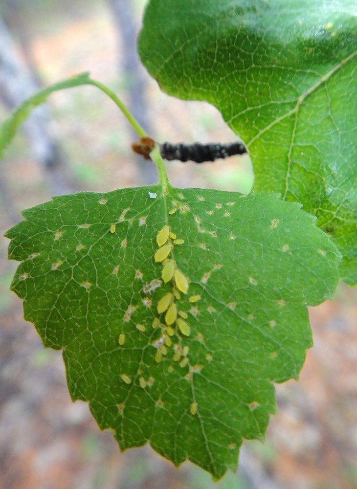Image of genus Betula specimen.