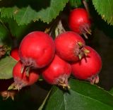 Crataegus submollis