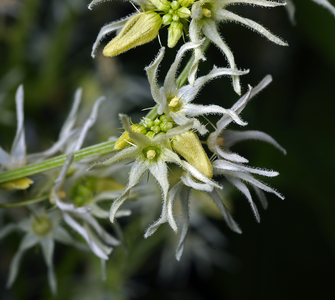 Изображение особи Echinocystis lobata.