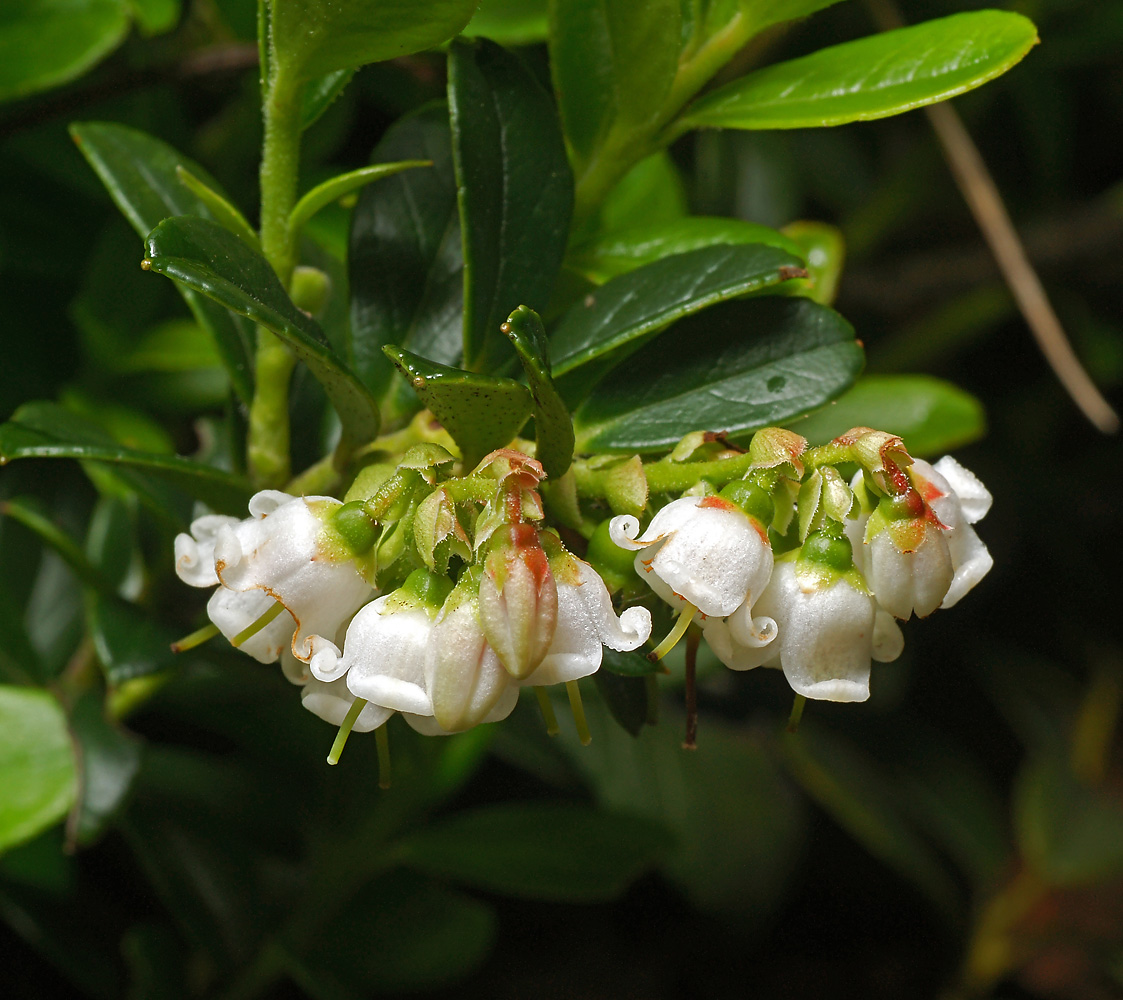 Изображение особи Vaccinium vitis-idaea.