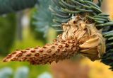 Abies form glauca