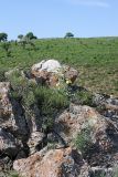 Steptorhamphus crassicaulis