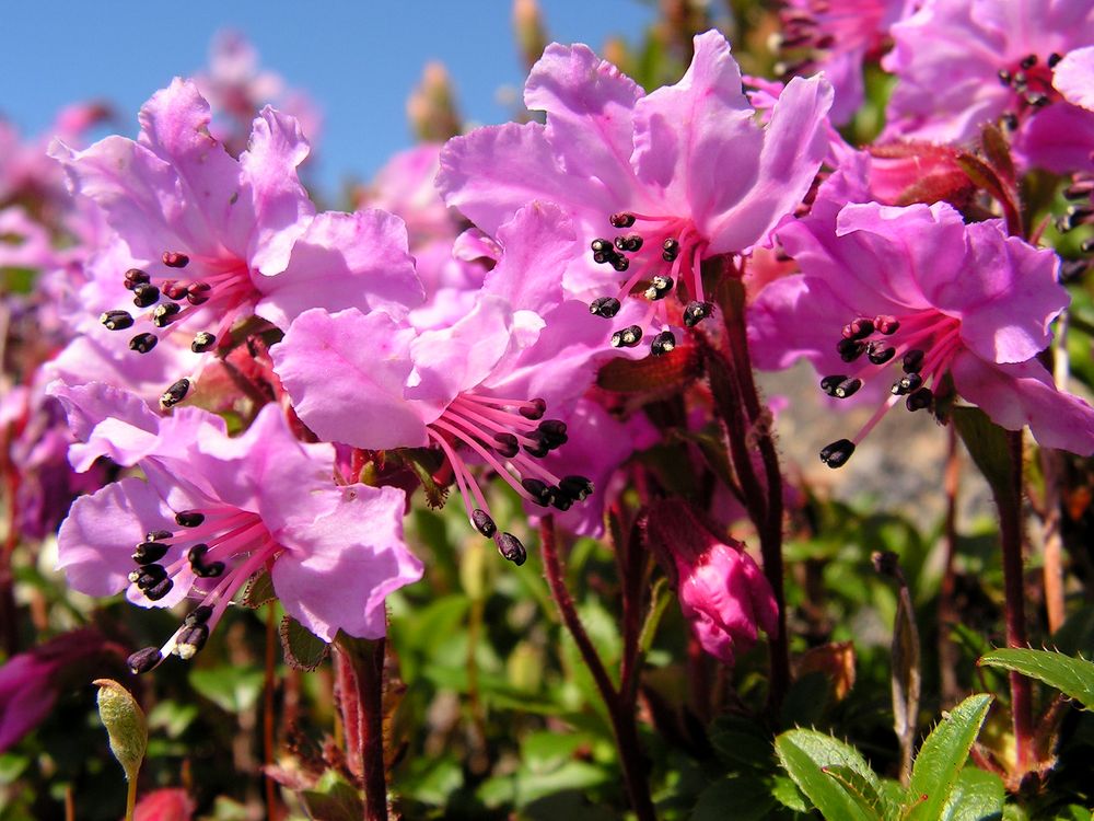 Изображение особи Rhododendron redowskianum.