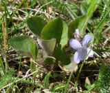 Viola rupestris