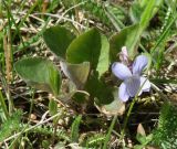 Viola rupestris. Цветущее растение. Иркутск, территория курорта Ангара. 28.05.2013.