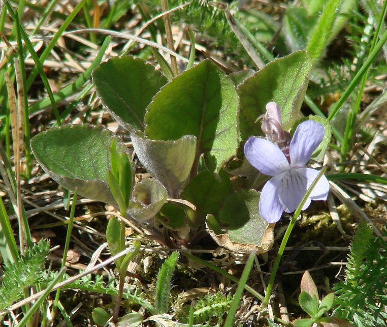 Изображение особи Viola rupestris.