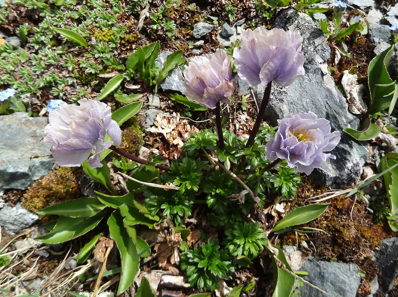 Image of Trollius lilacinus specimen.