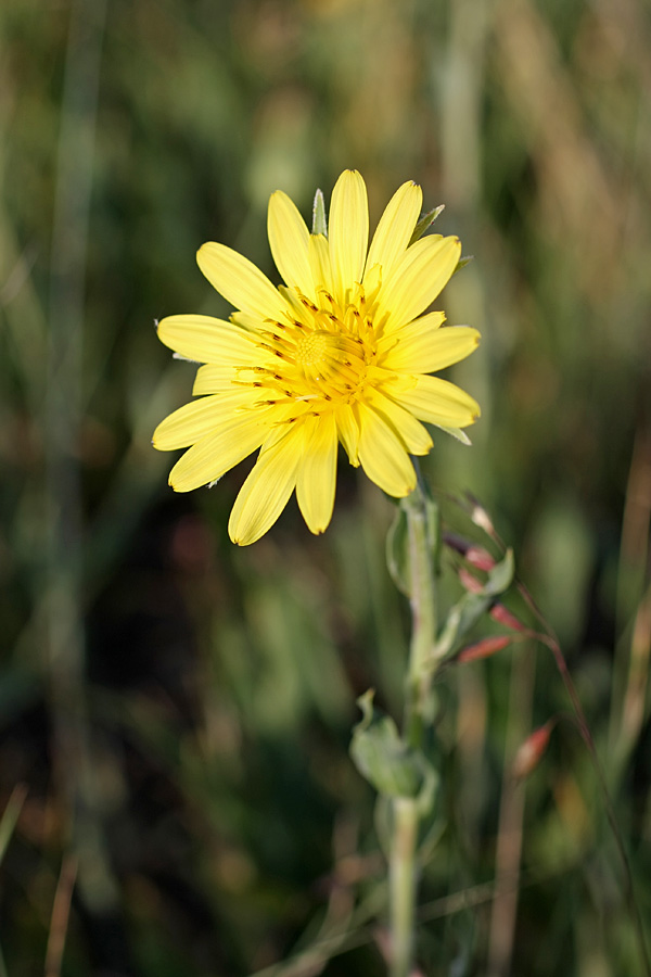 Изображение особи Tragopogon orientalis.