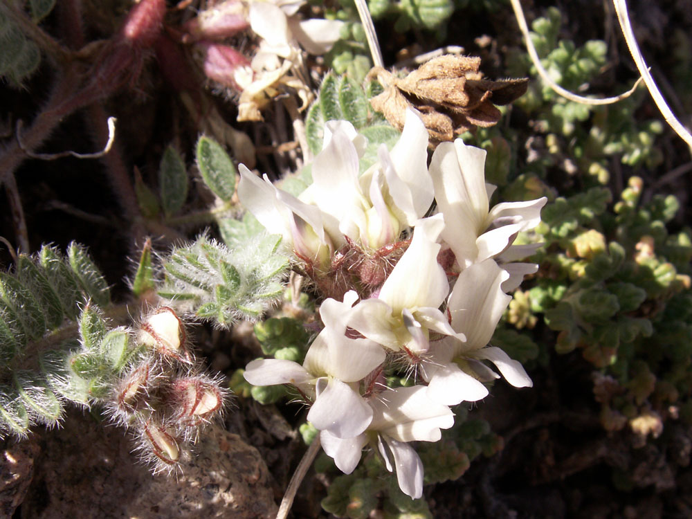 Изображение особи род Oxytropis.