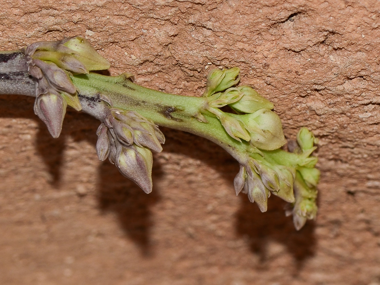 Image of Caralluma sinaica specimen.