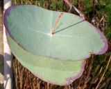Eucalyptus perriniana. Лист ('Spinnig Gum'). Германия, г. Дюссельдорф, Ботанический сад университета. 02.03.2014.