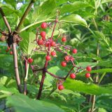 Sambucus racemosa